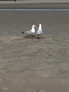 Gus and Gertie Gull squawking while looking for breakfast