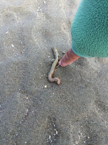 Seaworm
